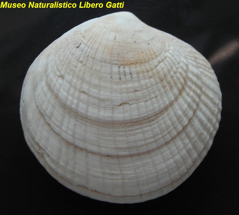 no photo for this shell